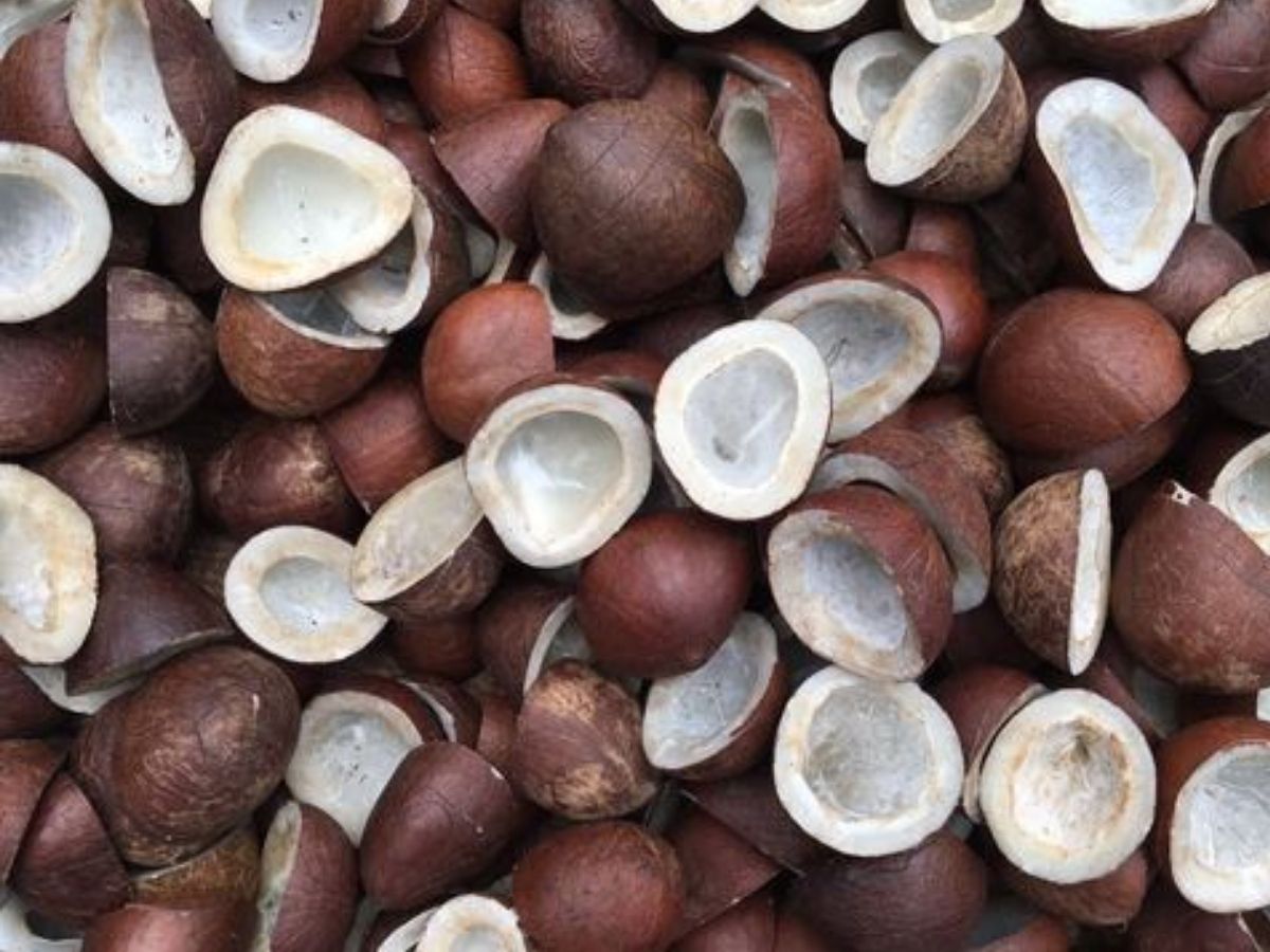 Coconuts Banned In Flights: प्लेन में इस फल पर लगा है बैन! सफर में नहीं ले जा सकते साथ; जान लें ये जरूरी नियम - Photo Gallery