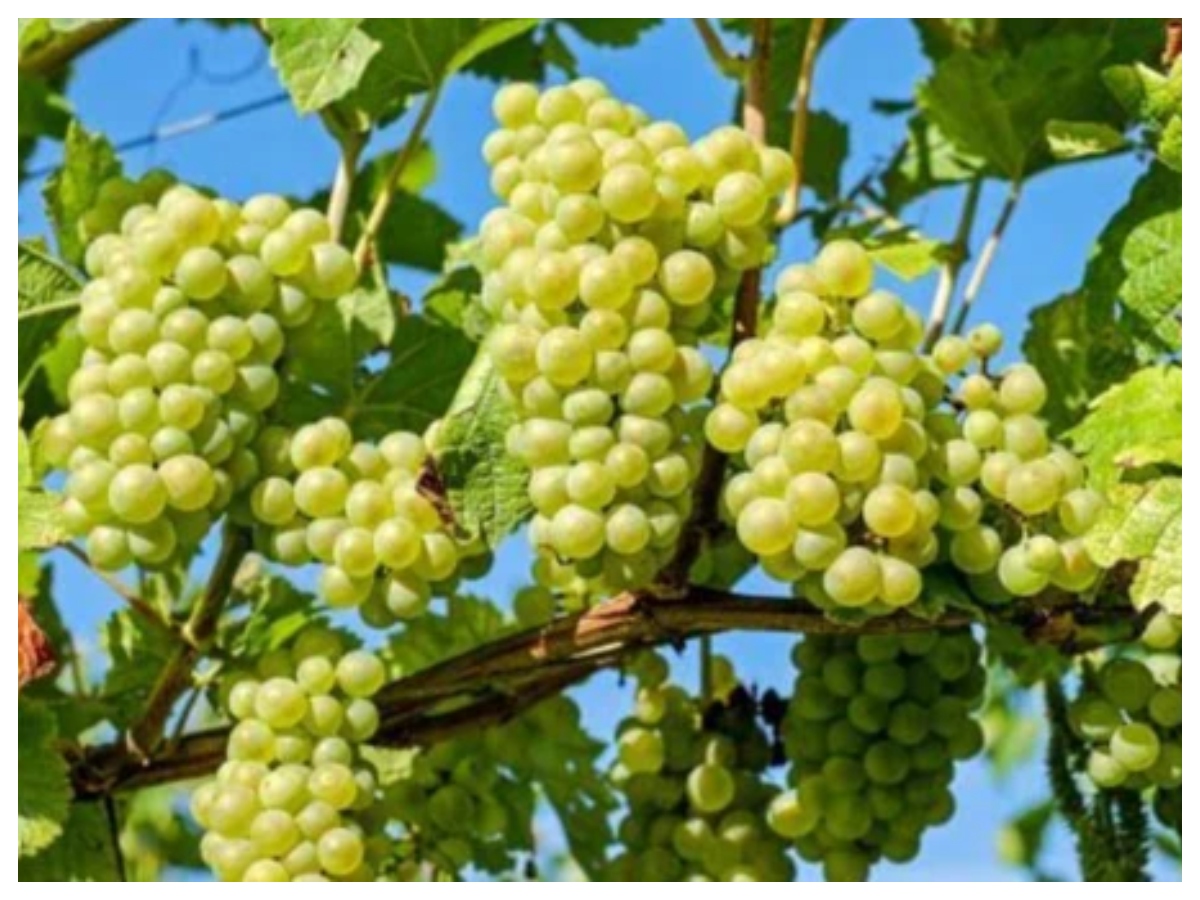 Fruits that increase blood: खून की कमी दूर करेंगे ये फल, डाइट में करें शामिल तेजी से बढ़ेगा हीमोग्लोबिन - Photo Gallery