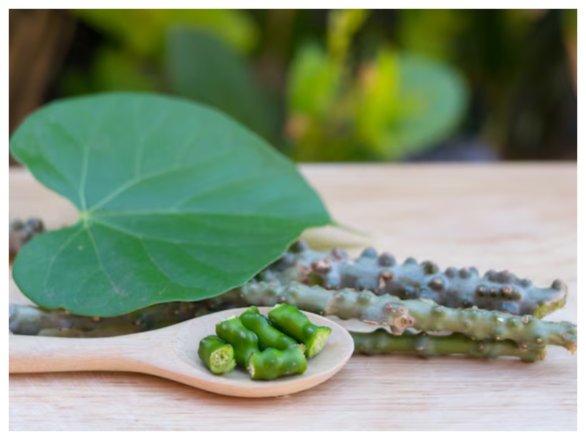 Benefits of Giloy: क्या है गिलोय, क्यों आयुर्वेद में मानी जाती है चमत्कारी जड़ी-बूटी,जानिए इसके गुण - Photo Gallery