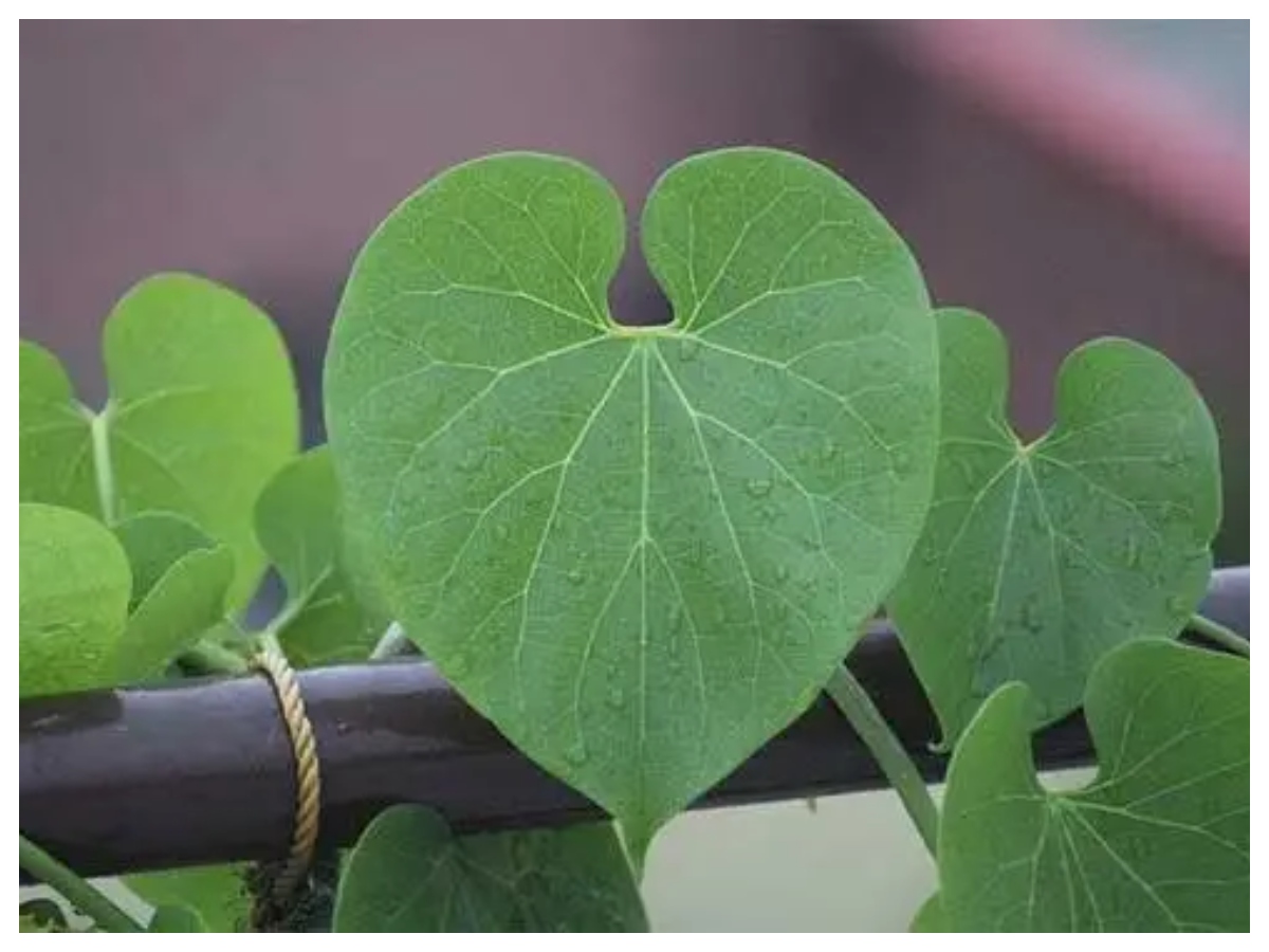 Benefits of Giloy: क्या है गिलोय, क्यों आयुर्वेद में मानी जाती है चमत्कारी जड़ी-बूटी,जानिए इसके गुण - Photo Gallery