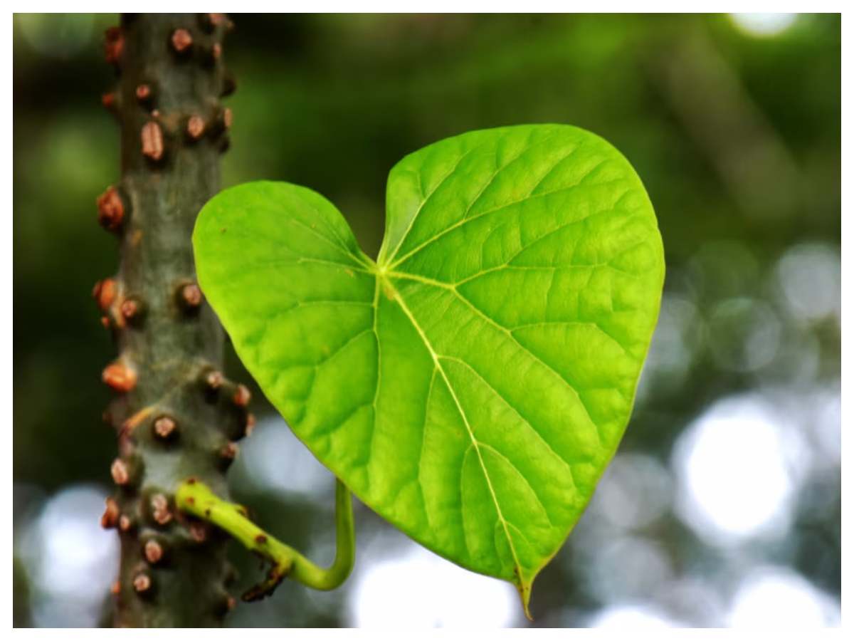 Benefits of Giloy: क्या है गिलोय, क्यों आयुर्वेद में मानी जाती है चमत्कारी जड़ी-बूटी,जानिए इसके गुण - Photo Gallery