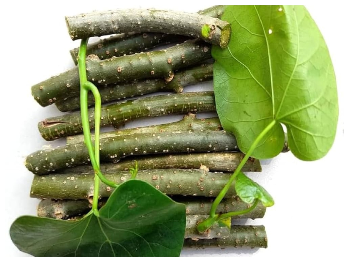 Benefits of Giloy: क्या है गिलोय, क्यों आयुर्वेद में मानी जाती है चमत्कारी जड़ी-बूटी,जानिए इसके गुण - Photo Gallery