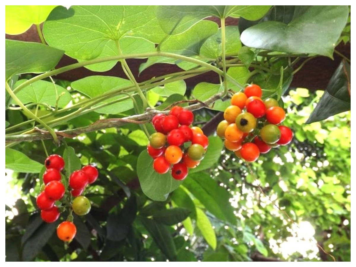 Benefits of Giloy: क्या है गिलोय, क्यों आयुर्वेद में मानी जाती है चमत्कारी जड़ी-बूटी,जानिए इसके गुण - Photo Gallery