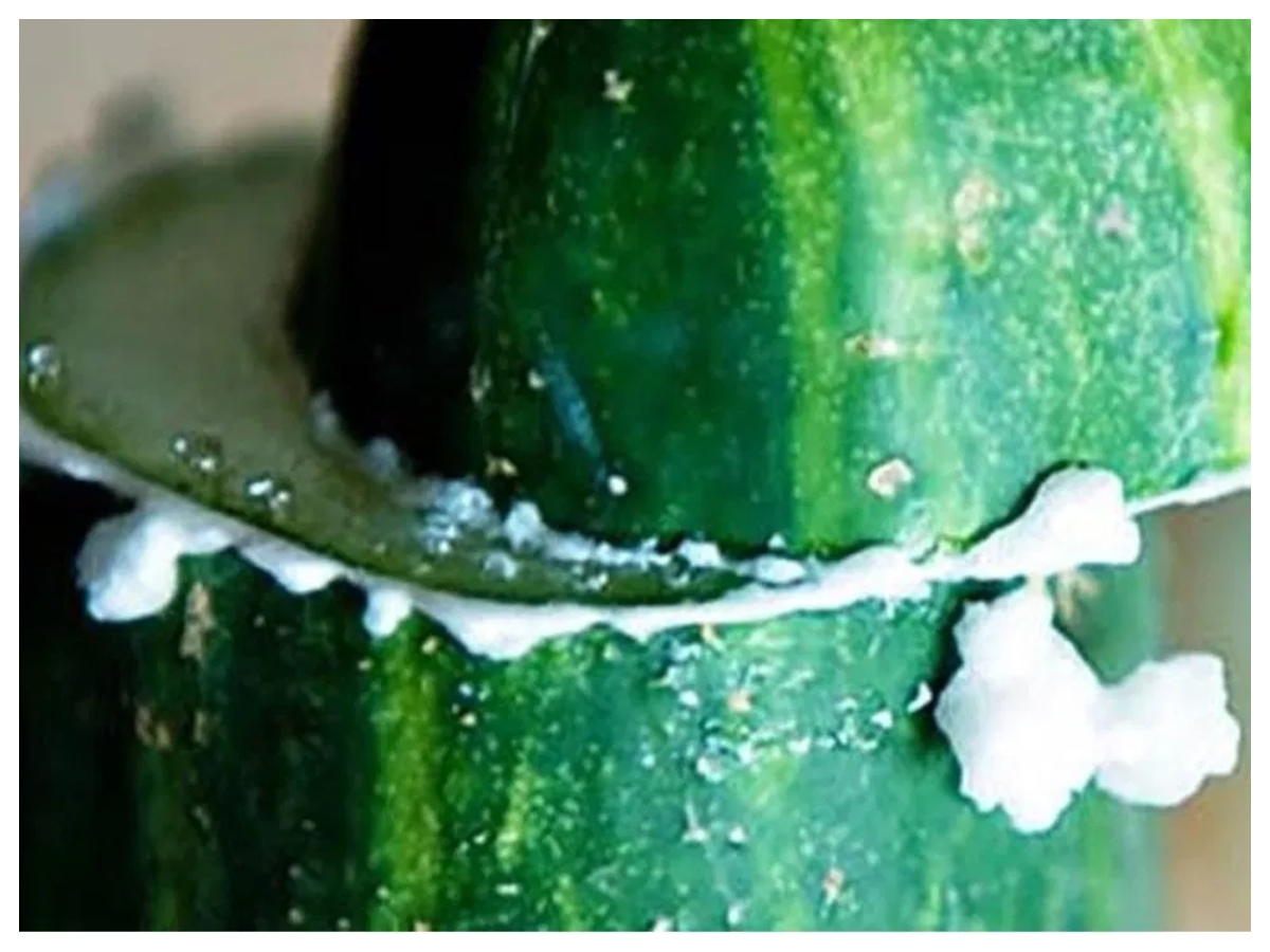 Benefits of eating cucumber: खीरे का सिरा घिसते ही क्यों निकलता है सफेद झाग, क्या है इसका राज - Photo Gallery