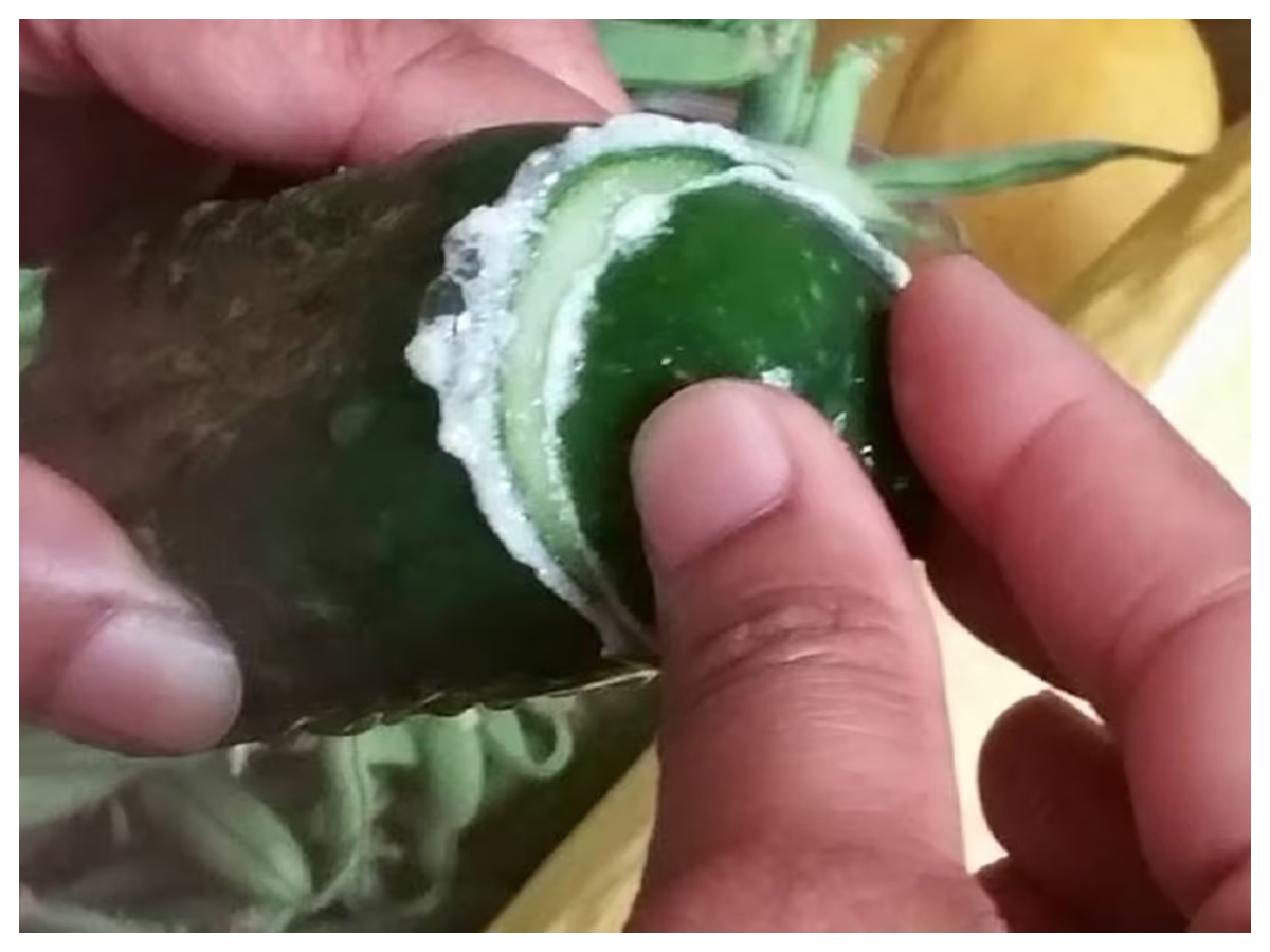 Benefits of eating cucumber: खीरे का सिरा घिसते ही क्यों निकलता है सफेद झाग, क्या है इसका राज - Photo Gallery