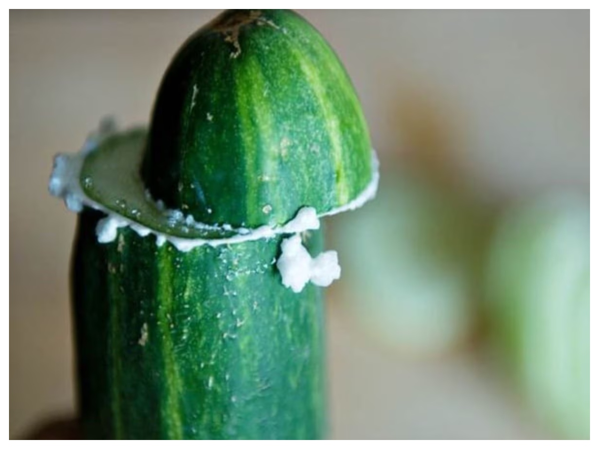 Benefits of eating cucumber: खीरे का सिरा घिसते ही क्यों निकलता है सफेद झाग, क्या है इसका राज - Photo Gallery