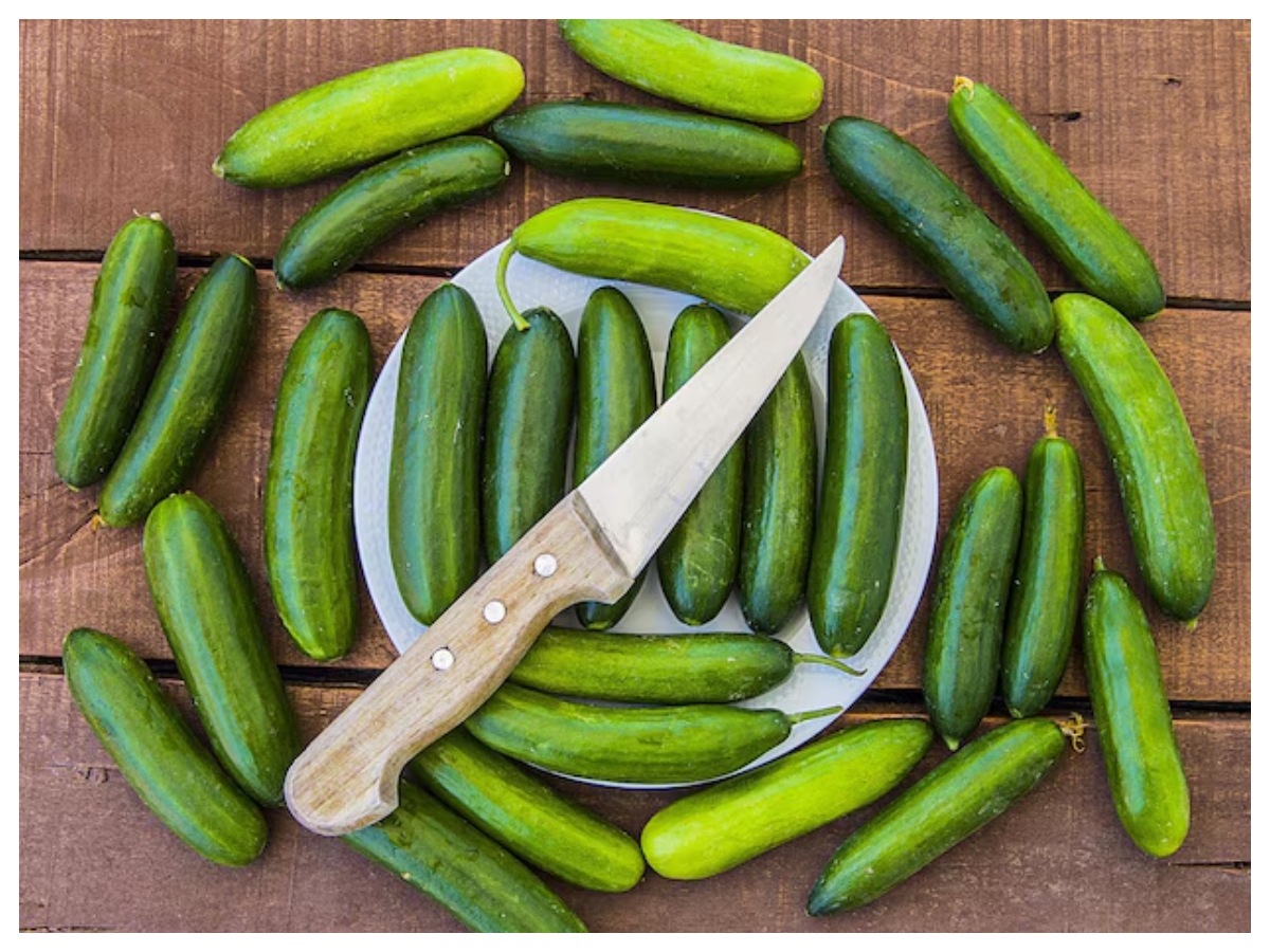Benefits of eating cucumber: खीरे का सिरा घिसते ही क्यों निकलता है सफेद झाग, क्या है इसका राज - Photo Gallery