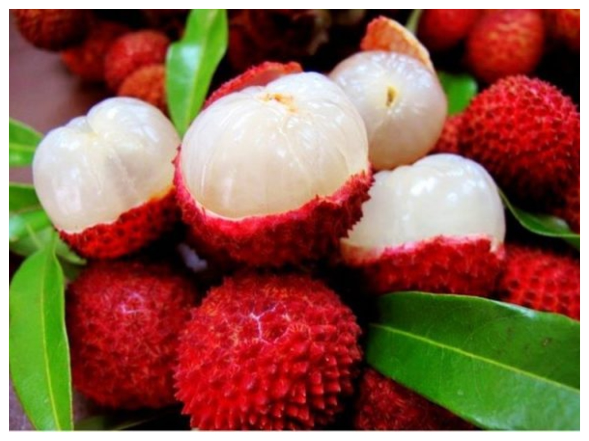 Benefits of litchi:  गर्मियों में लीची क्यों है सुपरफूड? जानें इसके फायदे और शरीर को हाइड्रेट रखने में कैसे है मददगार - Photo Gallery
