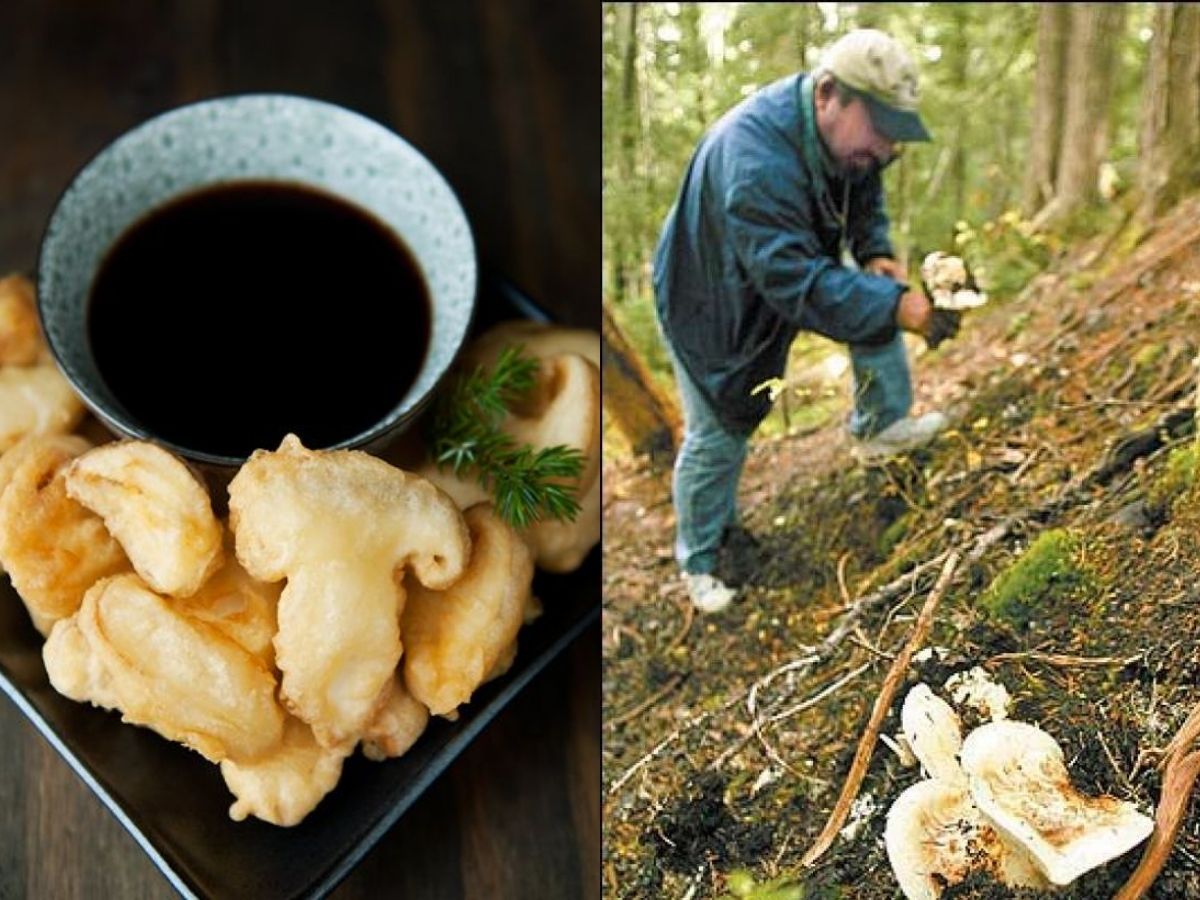 Luxury 6 Food Items: दुनिया की 6 सबसे महंगे खाने, जिससे राज घरानों में सजते थे दस्तरखान; खासियत जान आज ही करेगा खरीदने का मन - Photo Gallery