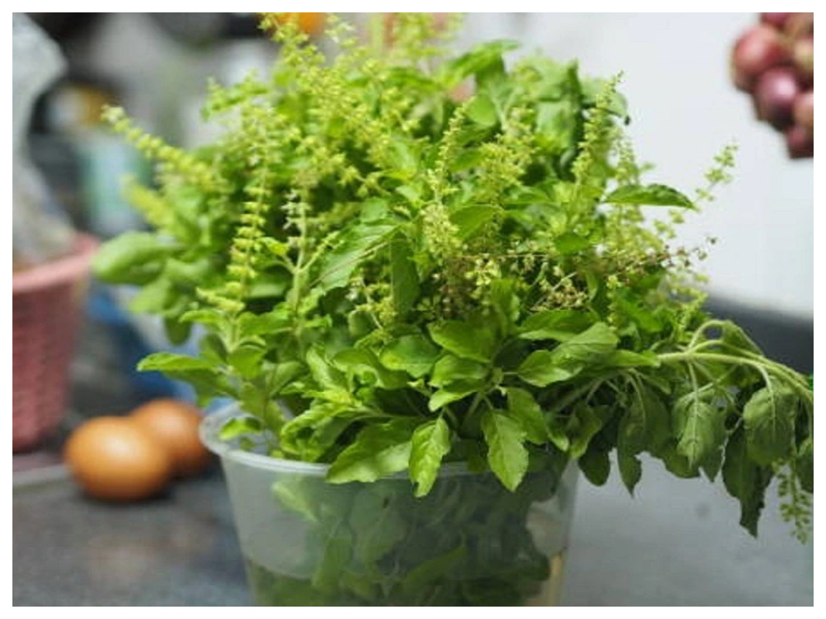 Mouth ulcers remedies: मुंह के छालों से कैसे पाएं राहत ? अपनाएं आसान घरेलू उपाय - Photo Gallery