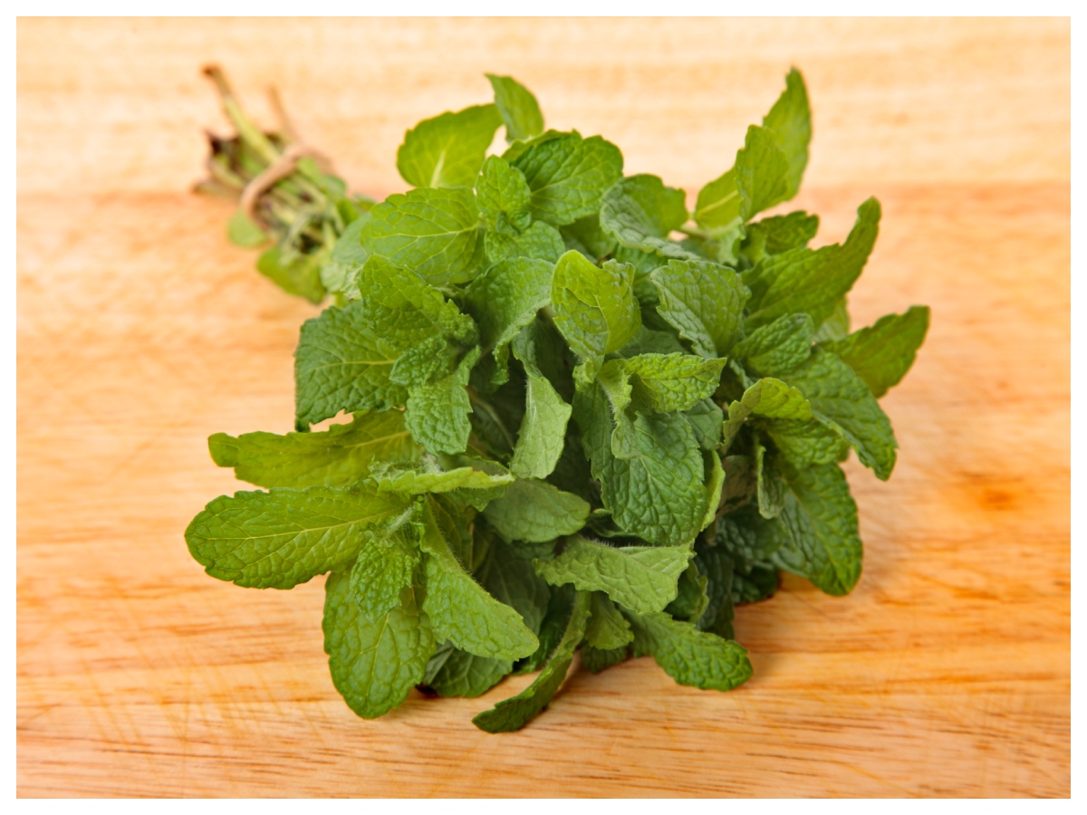Benefits of mint: छोटी पत्तियां, बड़े फायदे! सेहत के लिए वरदान है पुदीना - Photo Gallery