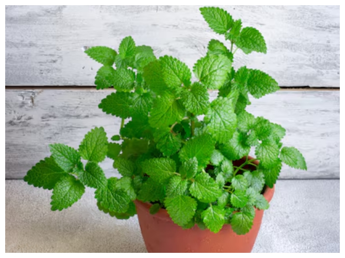 Benefits of mint: छोटी पत्तियां, बड़े फायदे! सेहत के लिए वरदान है पुदीना - Photo Gallery
