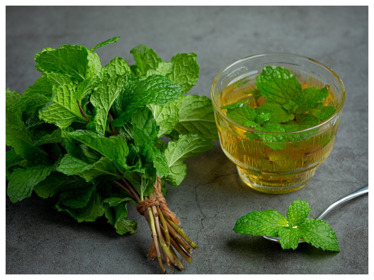 Benefits of mint: छोटी पत्तियां, बड़े फायदे! सेहत के लिए वरदान है पुदीना - Photo Gallery