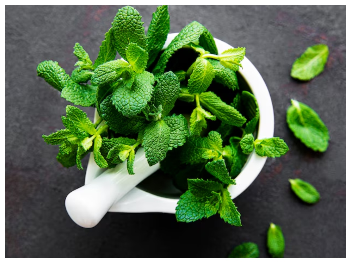 Benefits of mint: छोटी पत्तियां, बड़े फायदे! सेहत के लिए वरदान है पुदीना - Photo Gallery