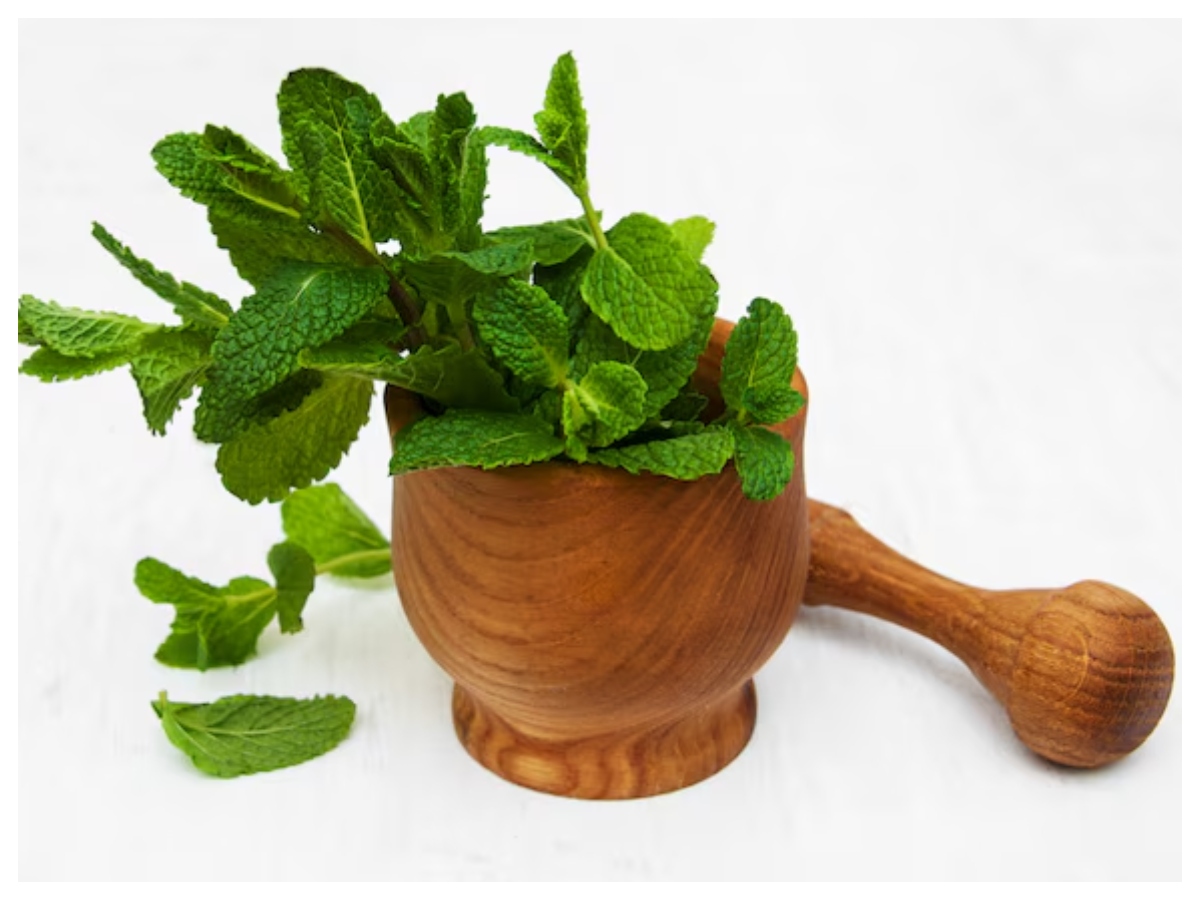 Benefits of mint: छोटी पत्तियां, बड़े फायदे! सेहत के लिए वरदान है पुदीना - Photo Gallery