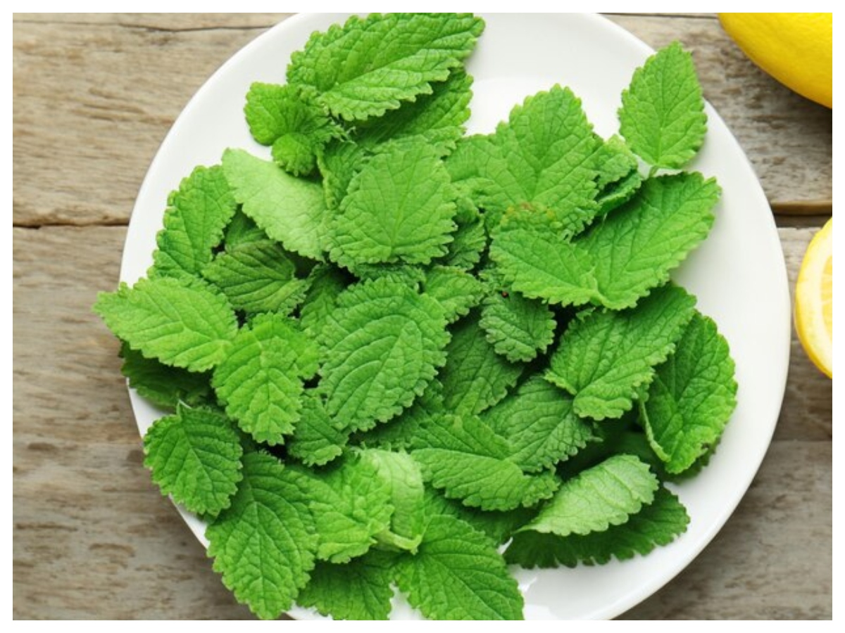 Benefits of mint: छोटी पत्तियां, बड़े फायदे! सेहत के लिए वरदान है पुदीना - Photo Gallery