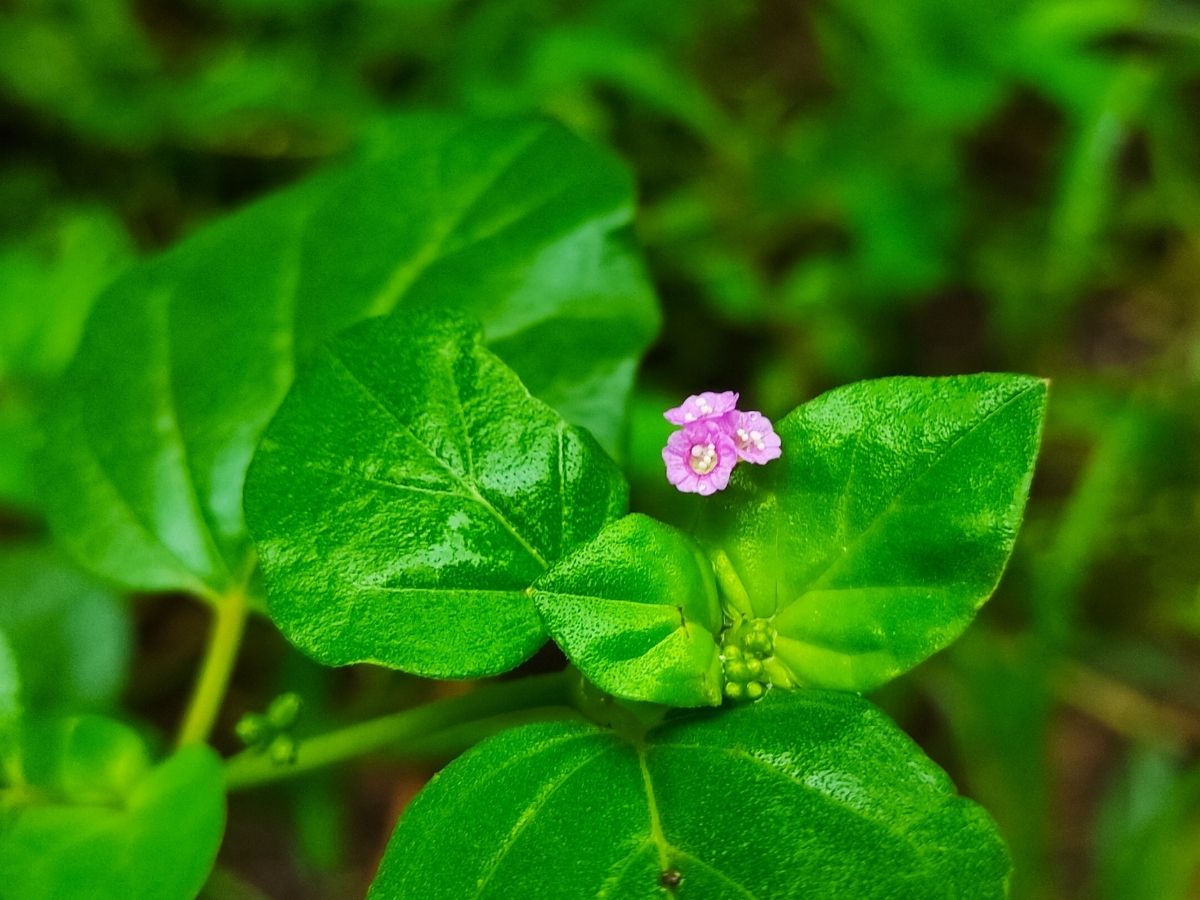 नेचुरल इलाज का कमाल! पथरी को जड़ से खत्म कर देगा ये पौधा, ऐसे करें इस्तेमाल - Photo Gallery