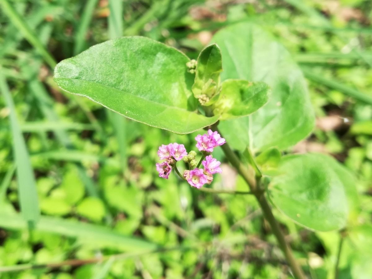 नेचुरल इलाज का कमाल! पथरी को जड़ से खत्म कर देगा ये पौधा, ऐसे करें इस्तेमाल - Photo Gallery