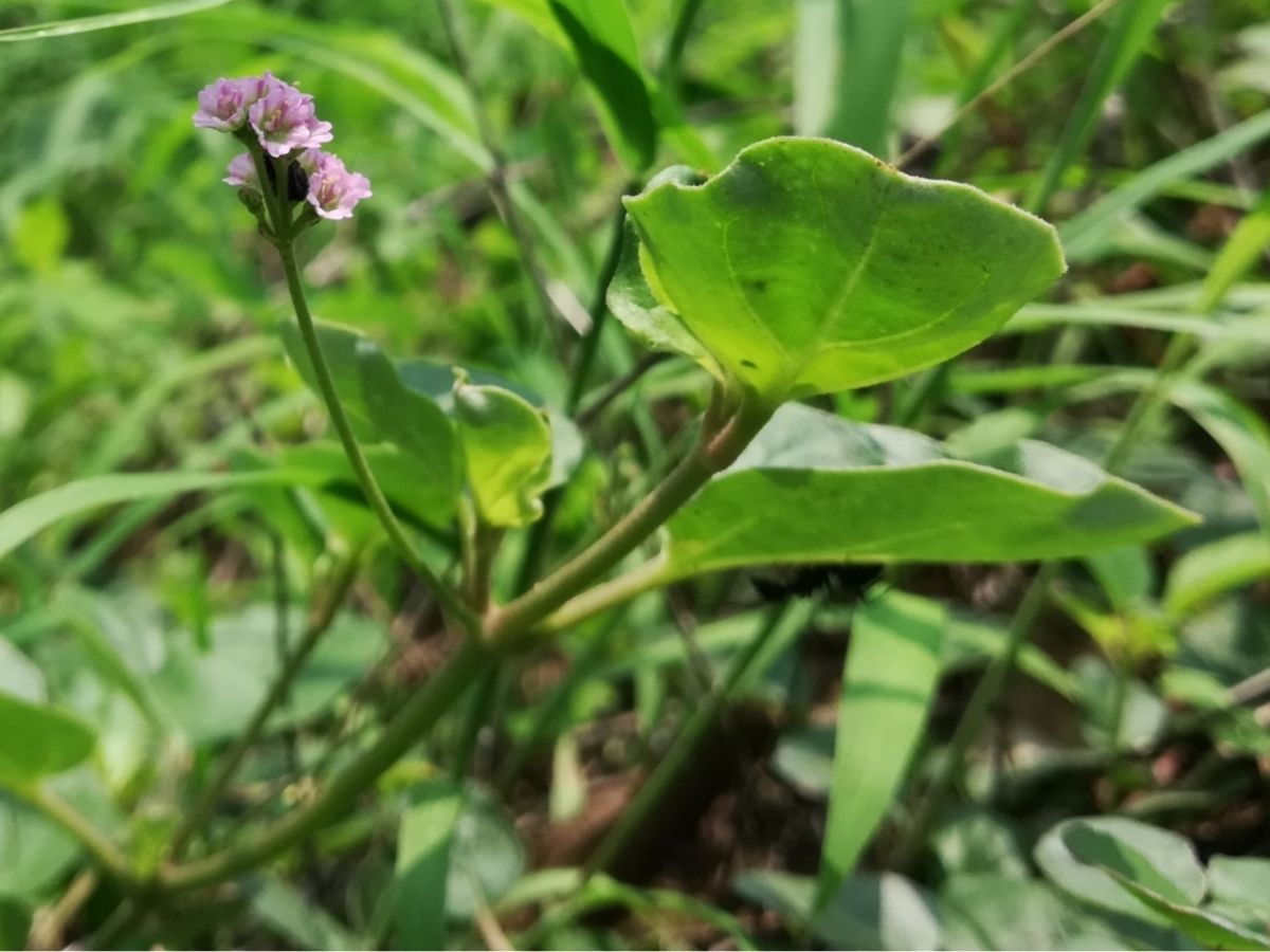 नेचुरल इलाज का कमाल! पथरी को जड़ से खत्म कर देगा ये पौधा, ऐसे करें इस्तेमाल - Photo Gallery