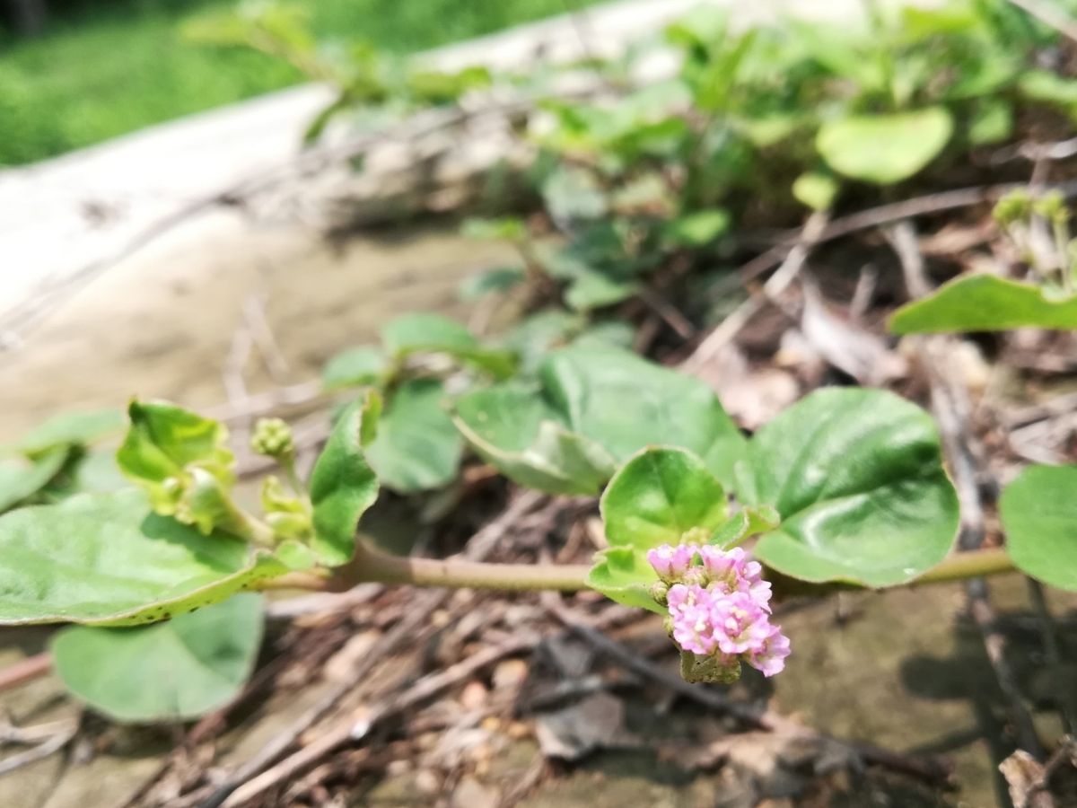 नेचुरल इलाज का कमाल! पथरी को जड़ से खत्म कर देगा ये पौधा, ऐसे करें इस्तेमाल - Photo Gallery