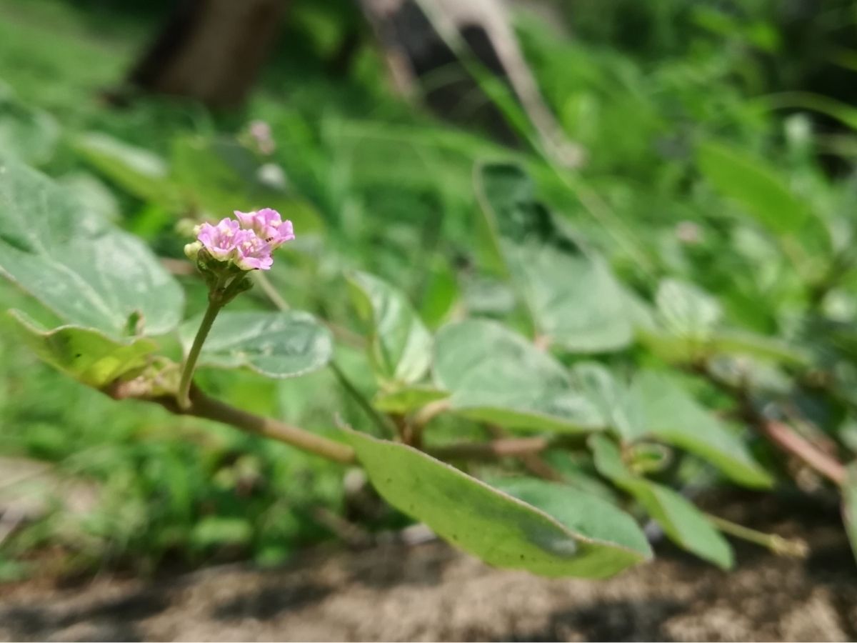 नेचुरल इलाज का कमाल! पथरी को जड़ से खत्म कर देगा ये पौधा, ऐसे करें इस्तेमाल - Photo Gallery