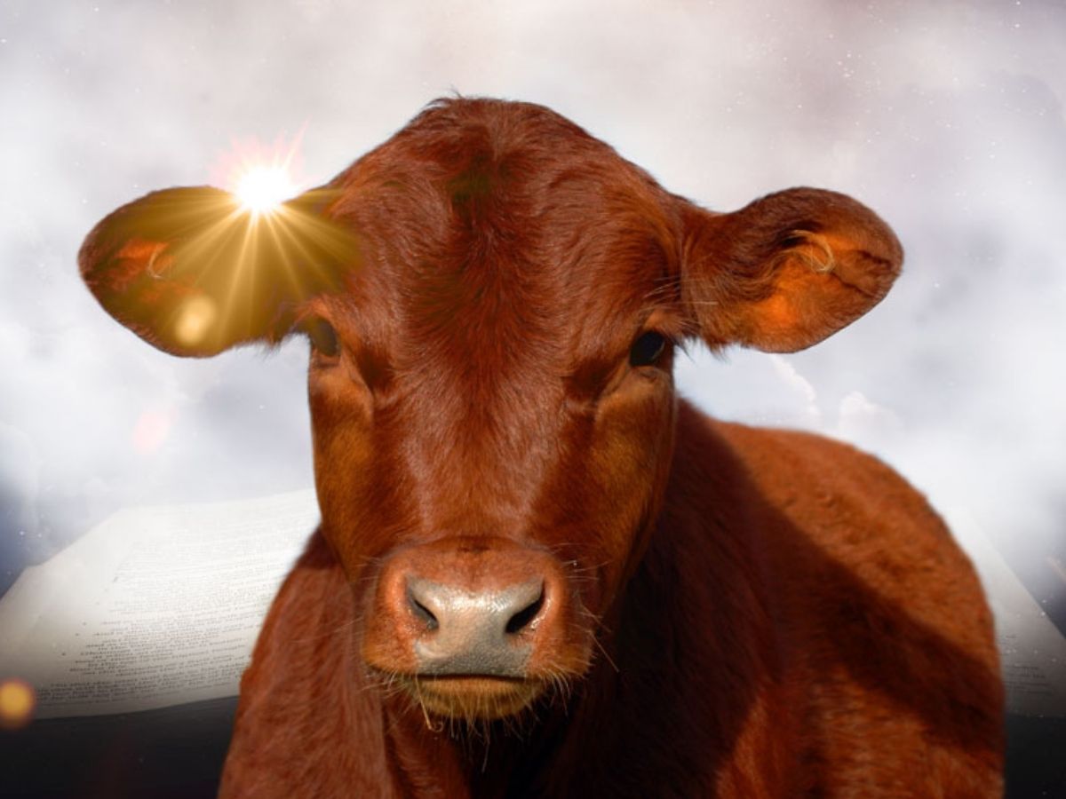 बाइबल की भविष्यवाणी या महज संयोग? इजराइल में ‘लाल बछिया’ के जन्म ने मचाई हलचल; दुनिया के अंत का संकेत! - Photo Gallery