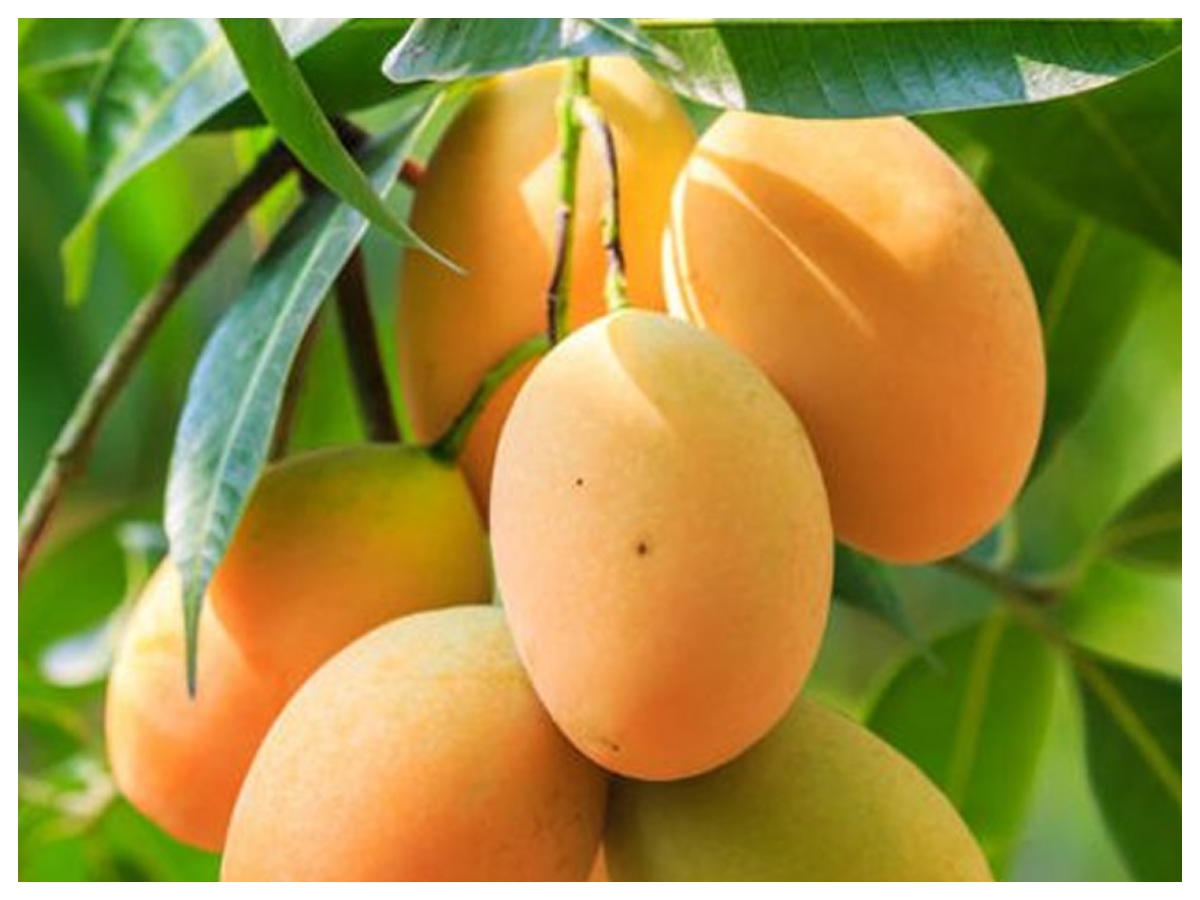 Summer fruits: ये हैं गर्मियों के सुपर फ्रूट्स, तरोताजा, हाइड्रेट और एनर्जी देने वाले फल - Photo Gallery