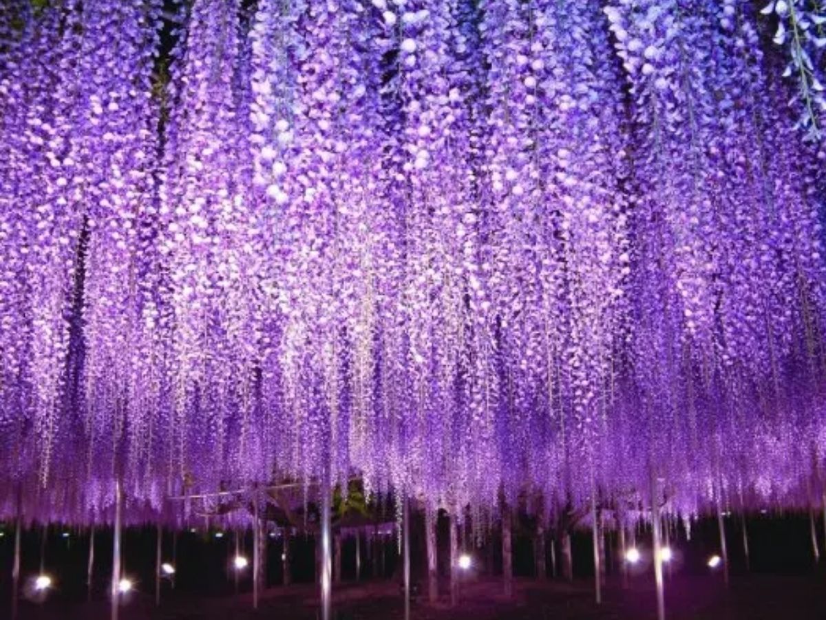 April 2026 Travel Guide: रंग-बिरंगे फूलों की बहार! अप्रैल में जरूर देखें ये 6 खूबसूरत फ्लावर फेस्टिवल - Photo Gallery