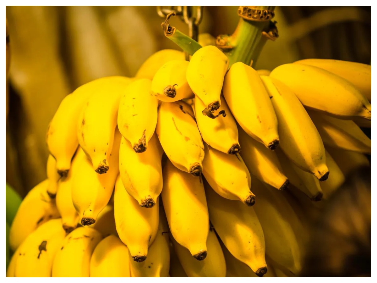 Green banana vs yellow banana: हरा या पीला केला, फाइबर, शुगर और सेहत के हिसाब से कौन सा है बेहतर विकल्प? - Photo Gallery
