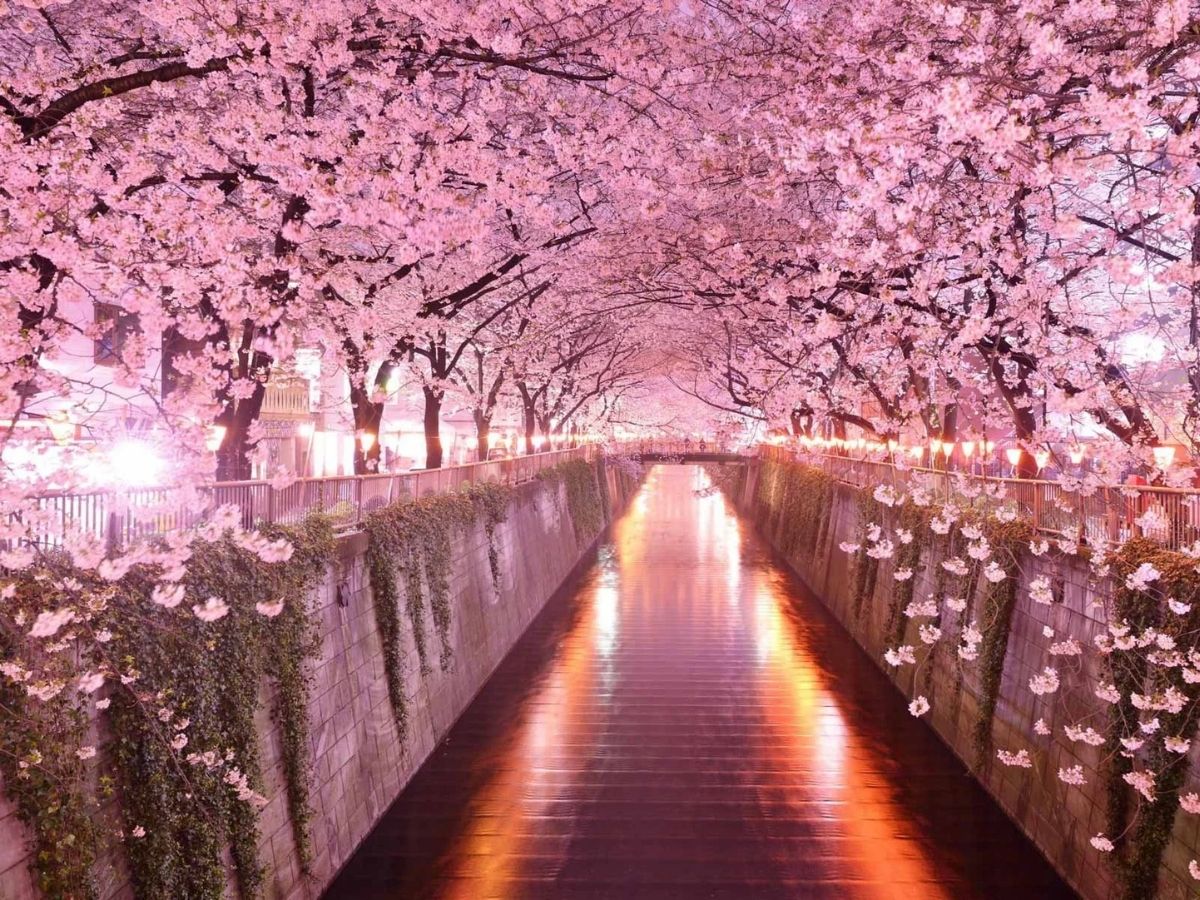 April 2026 Travel Guide: रंग-बिरंगे फूलों की बहार! अप्रैल में जरूर देखें ये 6 खूबसूरत फ्लावर फेस्टिवल - Photo Gallery