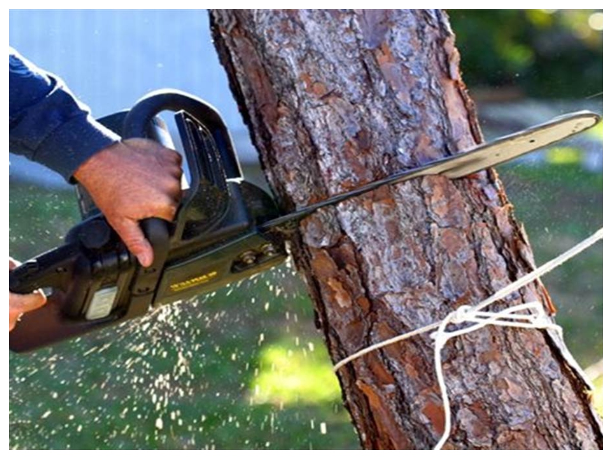 Rules for cutting trees: पेड़ काटने से पहले जान लें ये वास्तु नियम, वरना घर की सुख-शांति हो जाएगी भंग - Photo Gallery