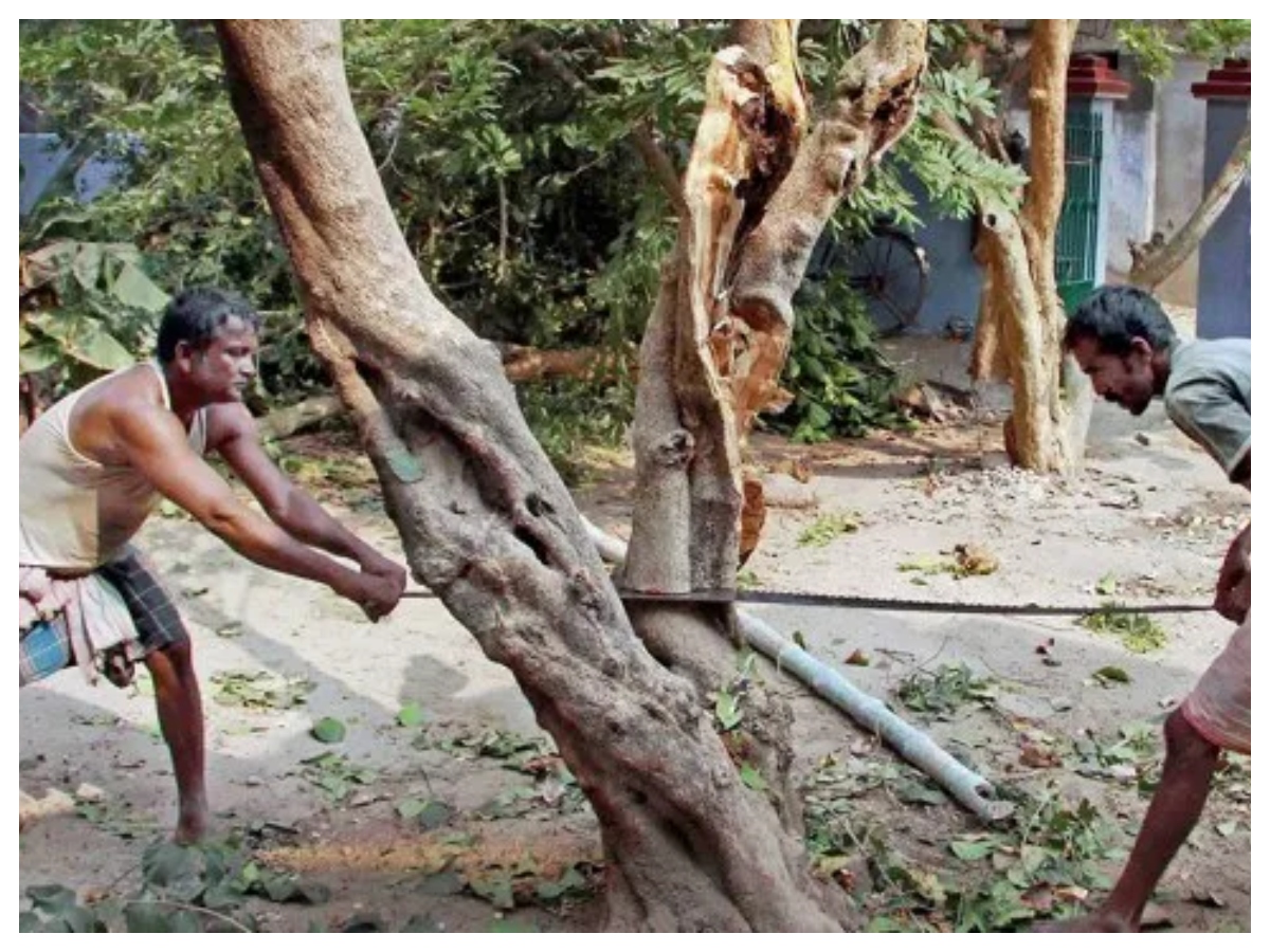 Rules for cutting trees: पेड़ काटने से पहले जान लें ये वास्तु नियम, वरना घर की सुख-शांति हो जाएगी भंग - Photo Gallery