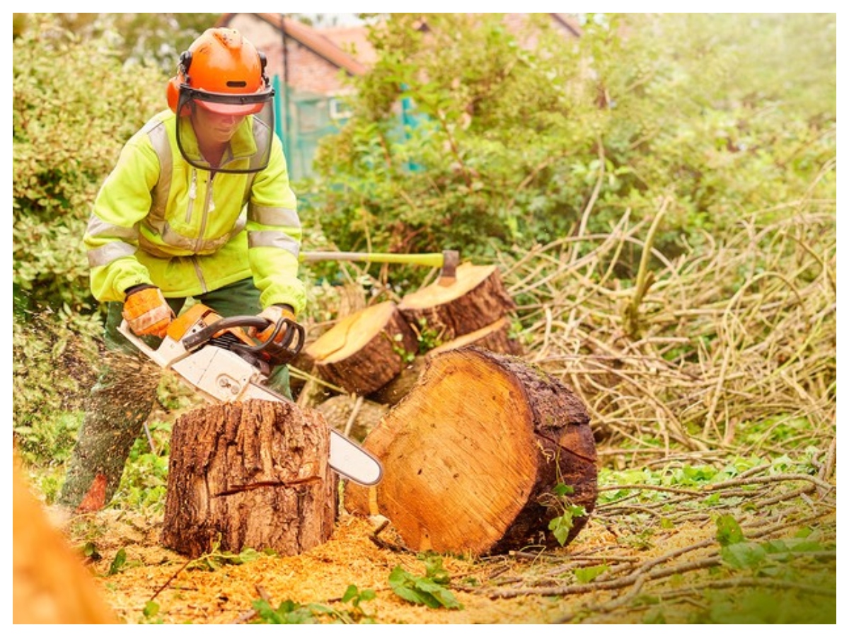 Rules for cutting trees: पेड़ काटने से पहले जान लें ये वास्तु नियम, वरना घर की सुख-शांति हो जाएगी भंग - Photo Gallery