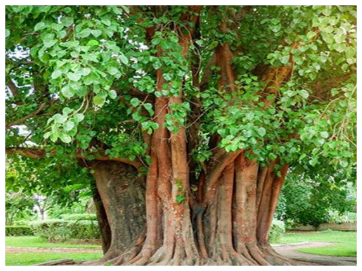 Rules for cutting trees: पेड़ काटने से पहले जान लें ये वास्तु नियम, वरना घर की सुख-शांति हो जाएगी भंग - Photo Gallery