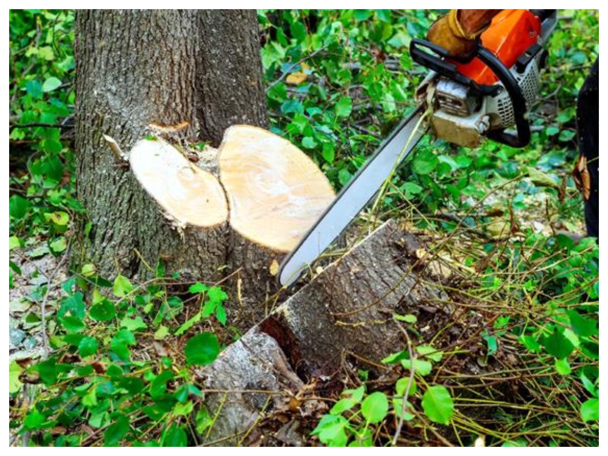 Rules for cutting trees: पेड़ काटने से पहले जान लें ये वास्तु नियम, वरना घर की सुख-शांति हो जाएगी भंग - Photo Gallery