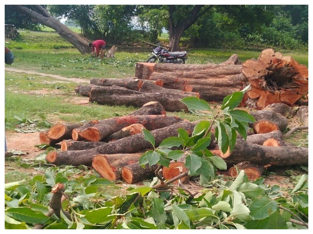 Rules for cutting trees: पेड़ काटने से पहले जान लें ये वास्तु नियम, वरना घर की सुख-शांति हो जाएगी भंग - Photo Gallery