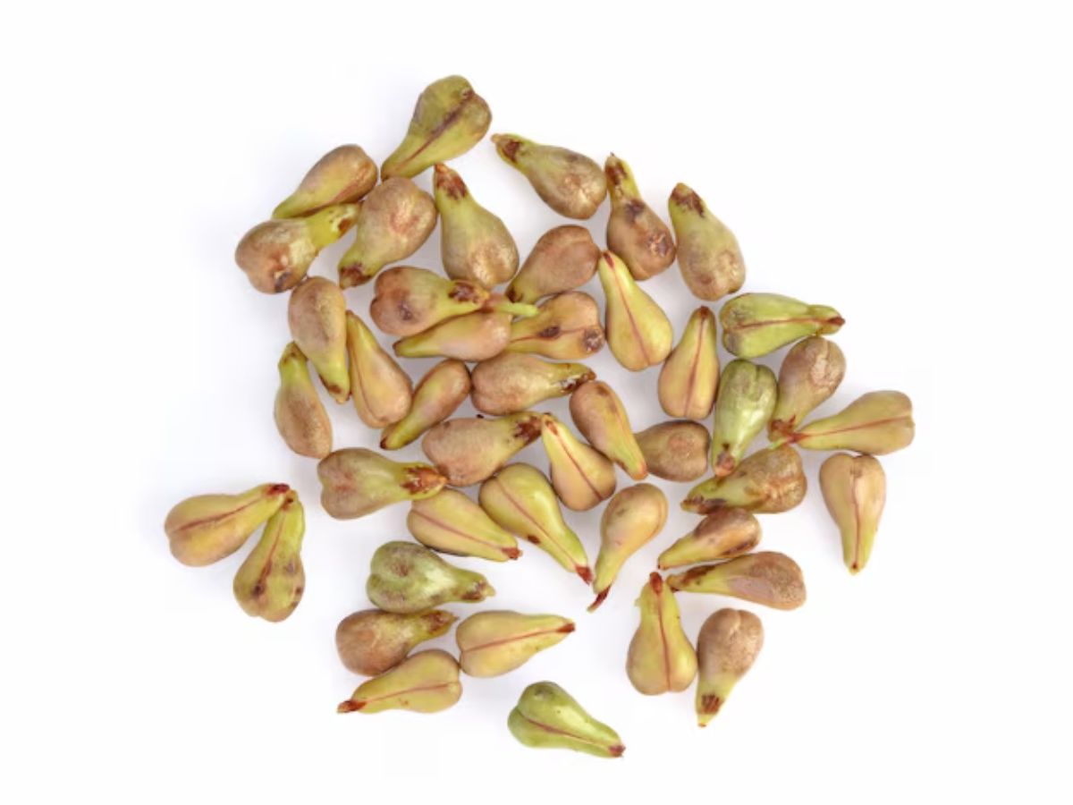 Fruit Seeds Benefits: सिर्फ फल नहीं इनके बीज भी है काफी सेहतमंद, तीसरा कंट्रोल करता है शुगर, जानें फायदे - Photo Gallery