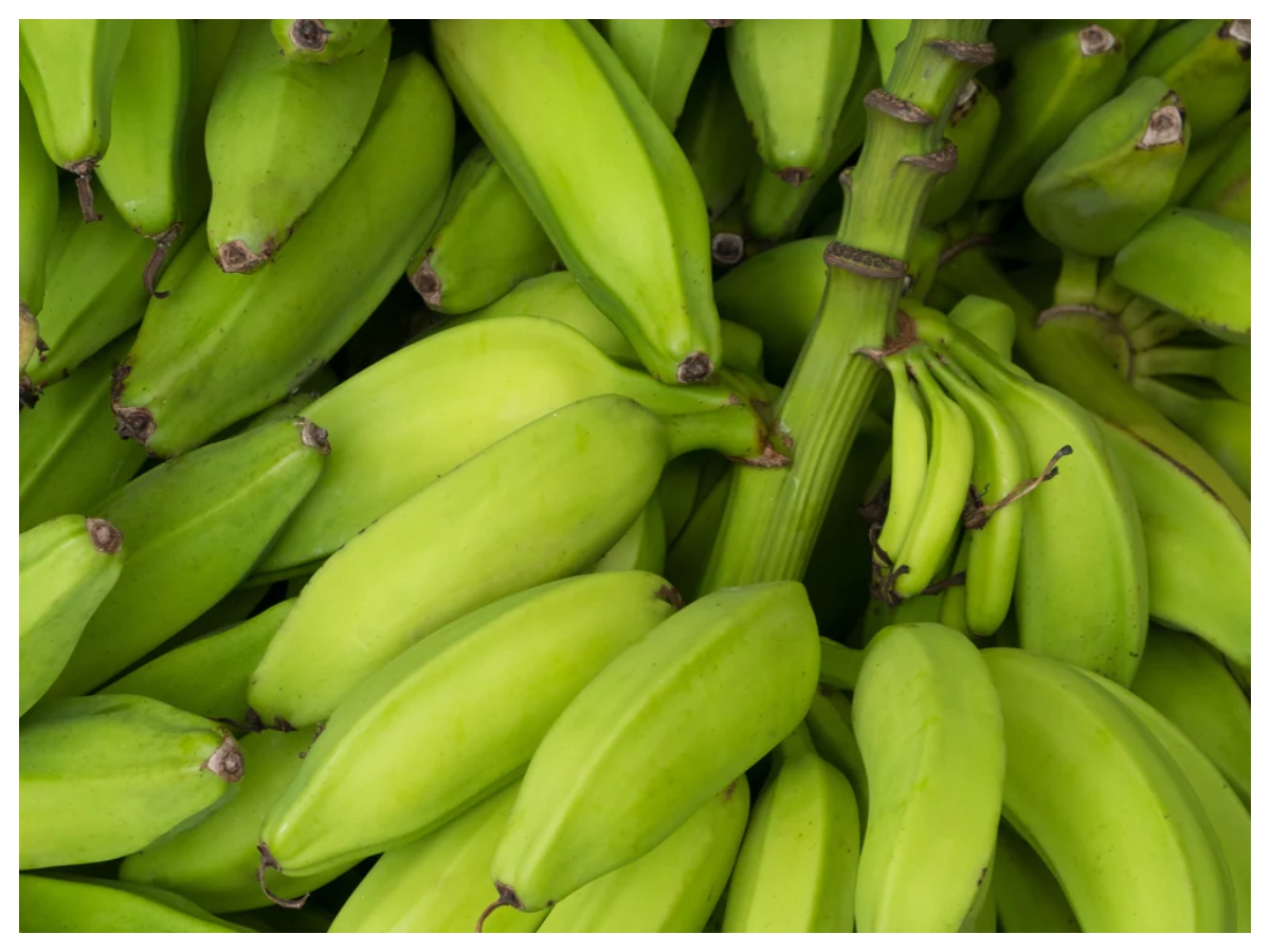 Green banana vs yellow banana: हरा या पीला केला, फाइबर, शुगर और सेहत के हिसाब से कौन सा है बेहतर विकल्प? - Photo Gallery