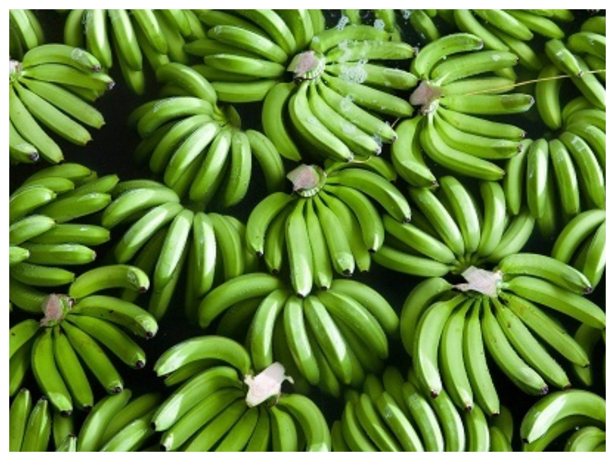 Green banana vs yellow banana: हरा या पीला केला, फाइबर, शुगर और सेहत के हिसाब से कौन सा है बेहतर विकल्प? - Photo Gallery