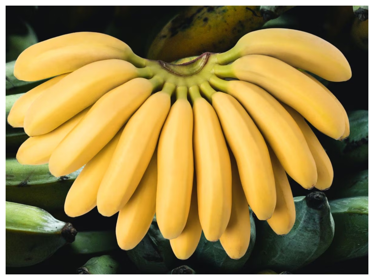 Green banana vs yellow banana: हरा या पीला केला, फाइबर, शुगर और सेहत के हिसाब से कौन सा है बेहतर विकल्प? - Photo Gallery