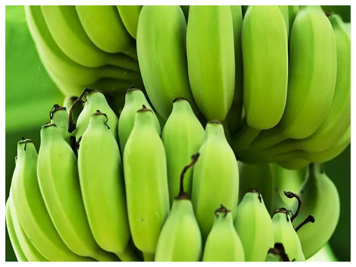 Green banana vs yellow banana: हरा या पीला केला, फाइबर, शुगर और सेहत के हिसाब से कौन सा है बेहतर विकल्प? - Photo Gallery