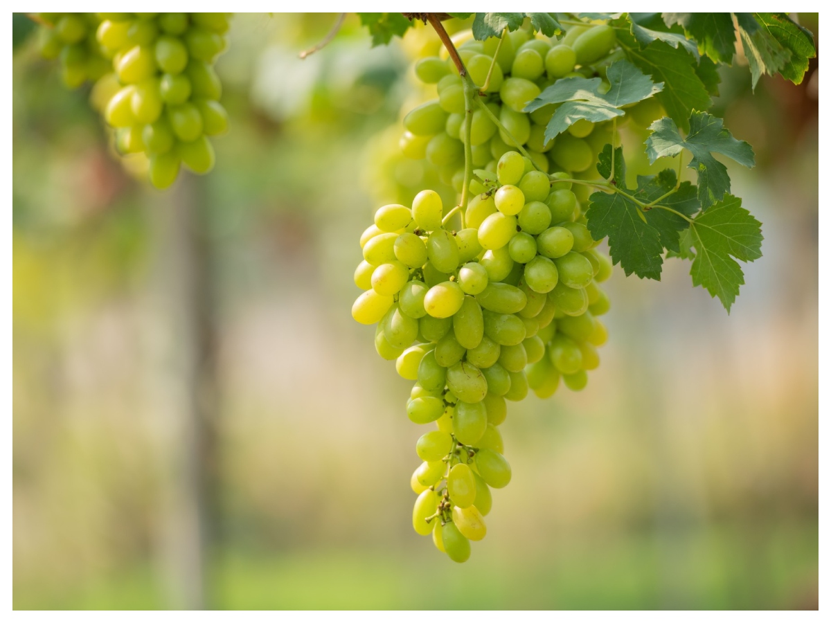 Black green grapes benefits: काले या खट्टे अंगूर किसके हैं ज्यादा फायदे? स्किन और एंटी-एजिंग के लिए कौन सा बेहतर - Photo Gallery