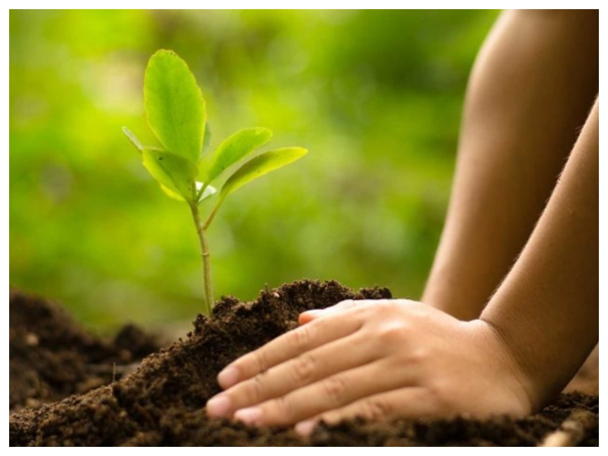 Rules for cutting trees: पेड़ काटने से पहले जान लें ये वास्तु नियम, वरना घर की सुख-शांति हो जाएगी भंग - Photo Gallery