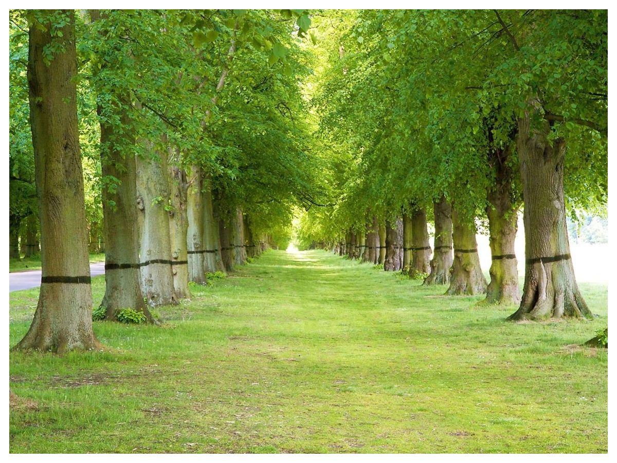 Rules for cutting trees: पेड़ काटने से पहले जान लें ये वास्तु नियम, वरना घर की सुख-शांति हो जाएगी भंग - Photo Gallery