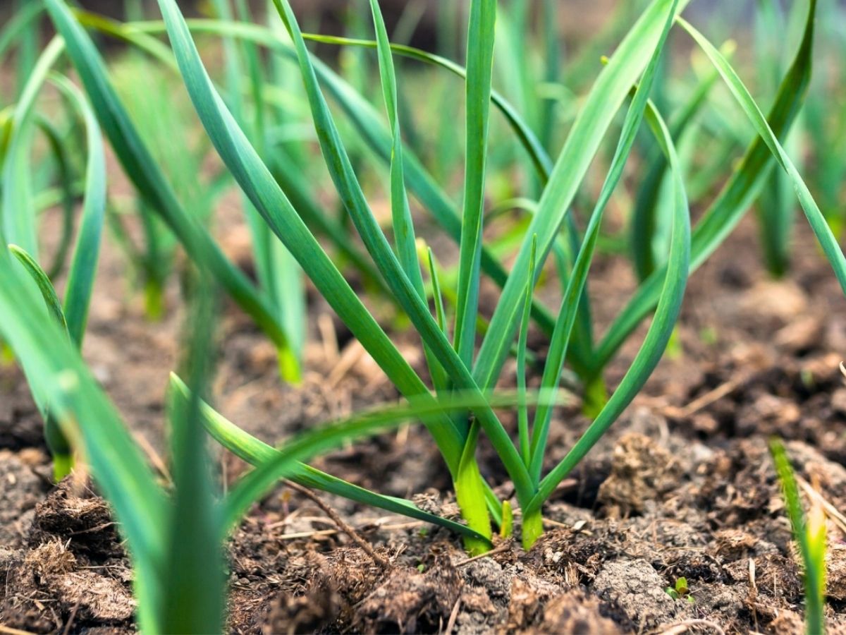 Mosquito Repellent Plants: अब नहीं सताएंगे मच्छर-पतंगे, इन 7 पौधों से रखें घर को सुरक्षित - Photo Gallery