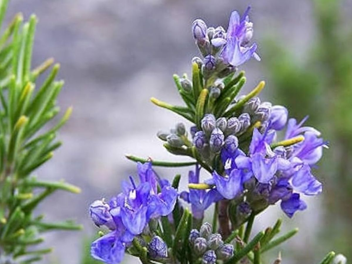 Mosquito Repellent Plants: अब नहीं सताएंगे मच्छर-पतंगे, इन 7 पौधों से रखें घर को सुरक्षित - Photo Gallery