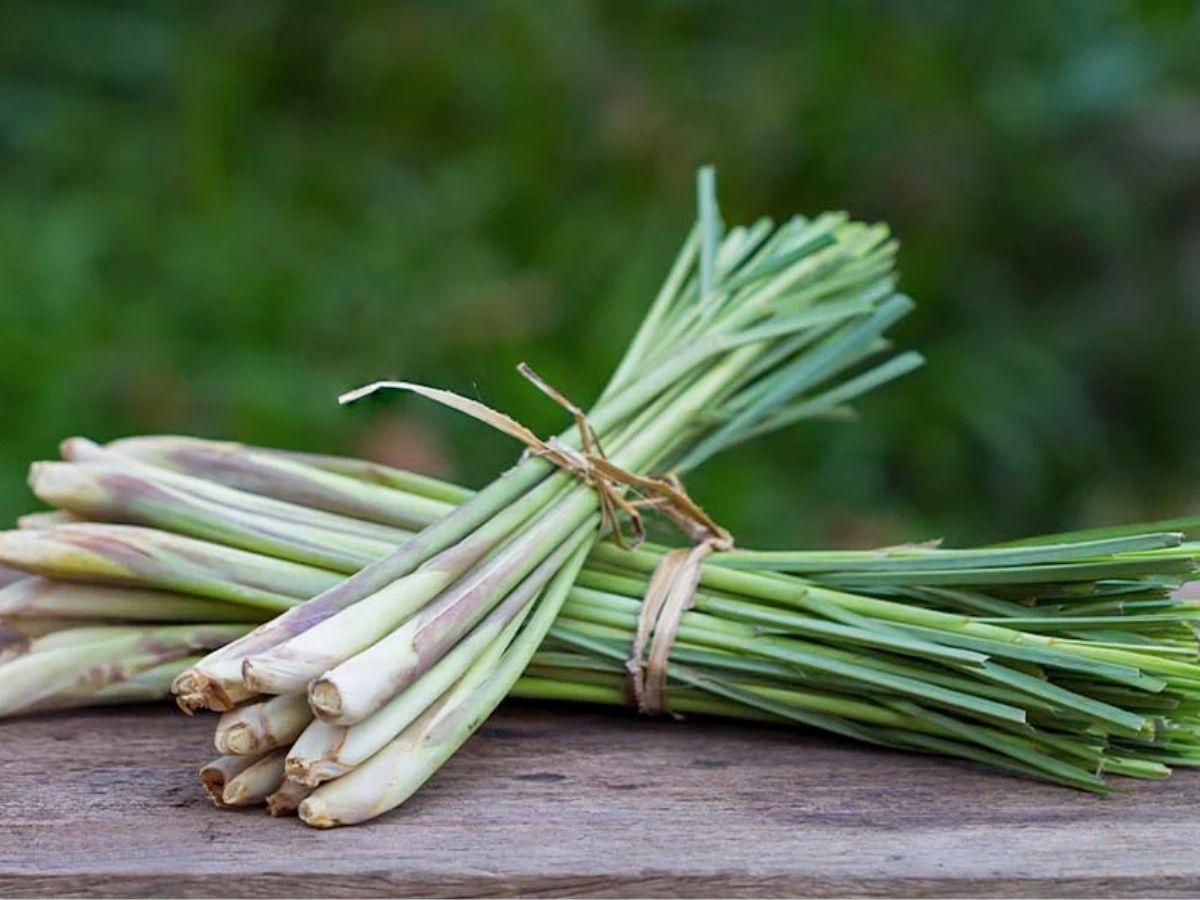 Mosquito Repellent Plants: अब नहीं सताएंगे मच्छर-पतंगे, इन 7 पौधों से रखें घर को सुरक्षित - Photo Gallery