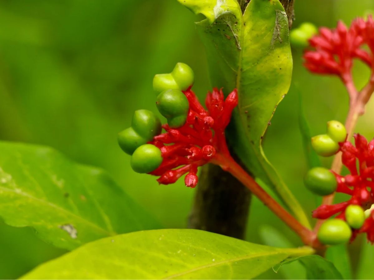 Mosquito Repellent Plants: अब नहीं सताएंगे मच्छर-पतंगे, इन 7 पौधों से रखें घर को सुरक्षित - Photo Gallery