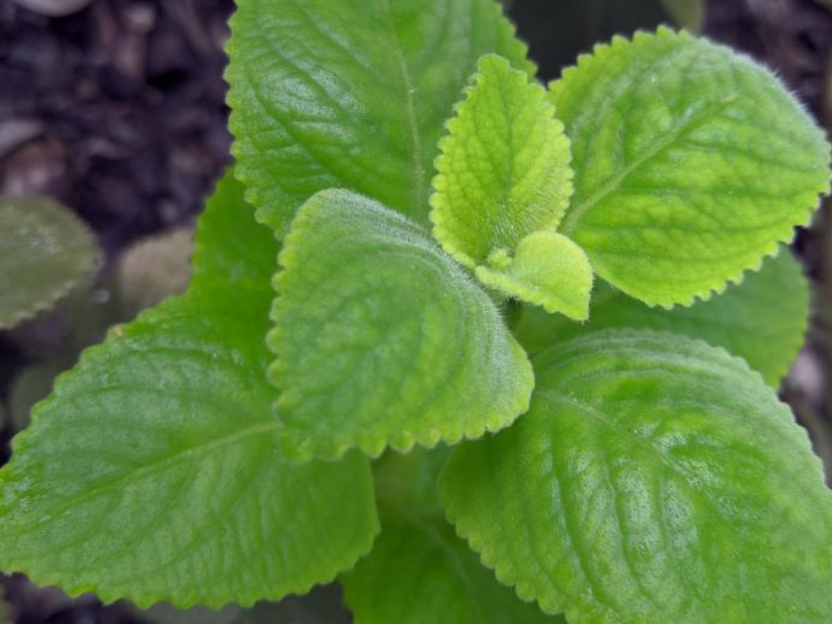 Mosquito Repellent Plants: अब नहीं सताएंगे मच्छर-पतंगे, इन 7 पौधों से रखें घर को सुरक्षित - Photo Gallery