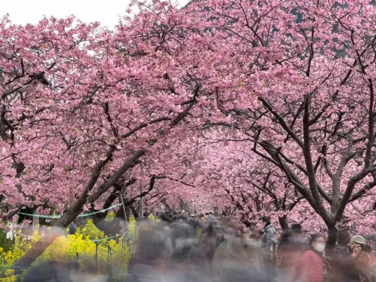 April 2026 Travel Guide: रंग-बिरंगे फूलों की बहार! अप्रैल में जरूर देखें ये 6 खूबसूरत फ्लावर फेस्टिवल - Photo Gallery